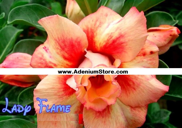 (image for) New Adenium \'Lady Flame\' 5 Seeds